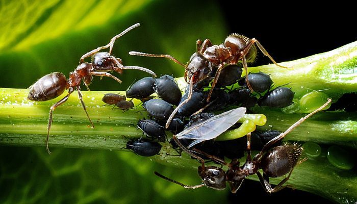 Plagas Que Invaden Jardines Y Áreas Verdes En Primavera