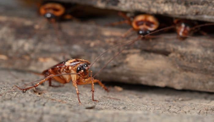 Plagas Que Migran Hacia Zonas Cálidas En Invierno