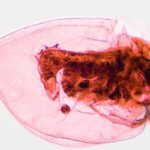 Plagas Que Se Reproducen En Primavera Y Cómo Identificarlas