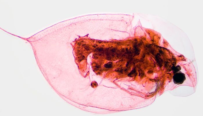 Plagas Que Se Reproducen En Primavera Y Cómo Identificarlas