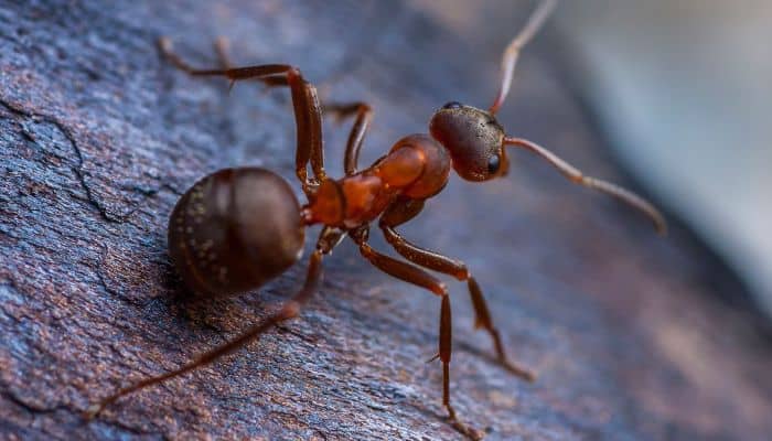 Plagas Que Se Vuelven Más Agresivas Al Buscar Refugio En Invierno