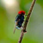 Por Qué Los Insectos Voladores Son Más Problemáticos En Verano
