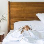 Descubre Cómo Eliminar Las Pulgas Del Dormitorio