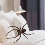 Cómo Deshacerse De Las Arañas En El Dormitorio De Forma Segura