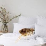 Cómo Prevenir Infestaciones De Pulgas En El Dormitorio