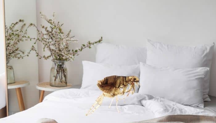 Cómo Prevenir Infestaciones De Pulgas En El Dormitorio