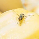 ¿Cómo eliminar las moscas de la fruta de la cocina de manera efectiva?