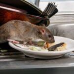 ¿Cómo evitar la presencia de ratas en la cocina? Consejos prácticos.