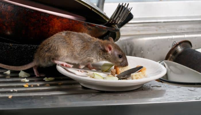 Cómo evitar la presencia de ratas en la cocina