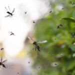 Control De Plagas De Mosquitos En El Jardín: Cómo Mantenerlos Alejados