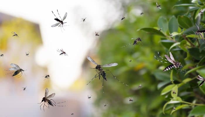 Control De Plagas De Mosquitos En El Jardín - Cómo Mantenerlos Alejados