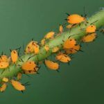 Eliminar Una Plaga De Áfidos En Tus Plantas De Jardín