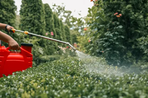 Hormigas en el jardín: cómo eliminarlas sin dañar las plantas