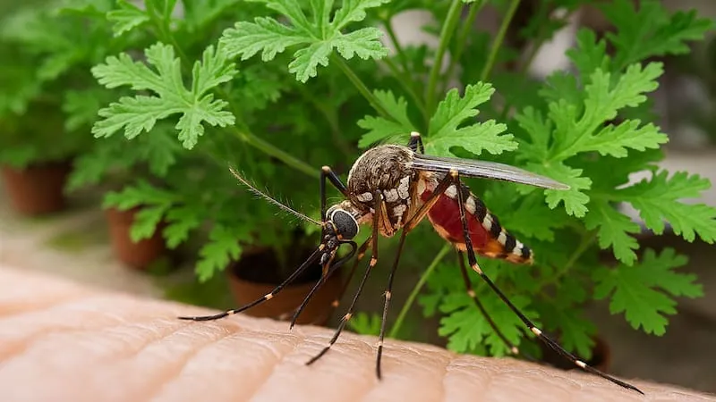 Plantas que ahuyentan mosquitos