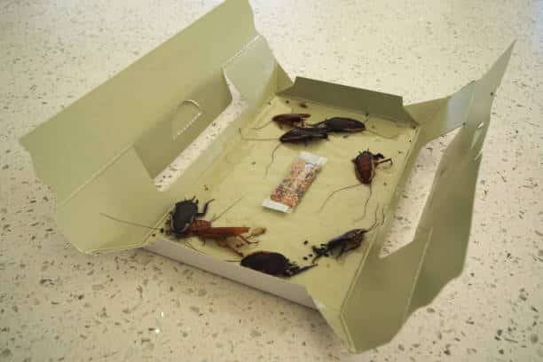 Trampas para cucarachas caseras