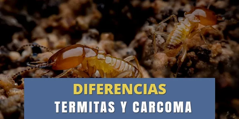Diferencia entre carcoma y termitas