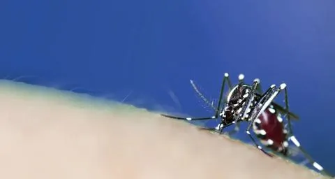 mosquito del tigre