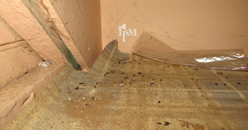 Cómo saber si hay ratones en casa